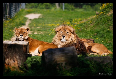 Couple de Lions