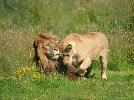Oh mon beau lion, comme je t'aime !